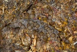 Ascobolus stercorarius image