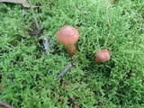Cortinarius distans image