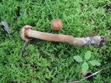 Cortinarius distans image