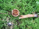 Cortinarius distans image