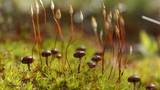 Psilocybe montana image