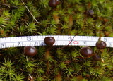 Psilocybe montana image