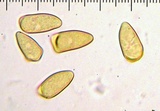 Inocybe chelanensis image