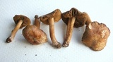 Inocybe chelanensis image