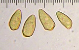 Inocybe chelanensis image