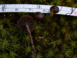 Psilocybe montana image