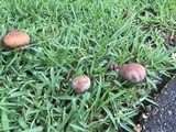 Boletus patrioticus image