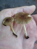 Pluteus romellii image