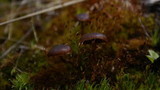 Psilocybe montana image