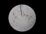 Pluteus romellii image