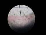 Pluteus romellii image