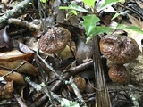 Leccinellum crocipodium image