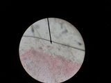 Pluteus romellii image