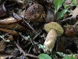 Leccinellum crocipodium image