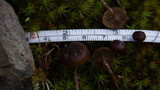 Psilocybe montana image