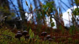 Psilocybe montana image