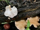 Lentinula boryana image
