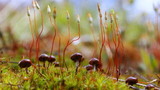Psilocybe montana image