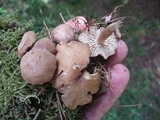 Pseudolaccaria pachyphylla image