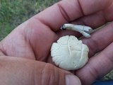 Agrocybe dura image