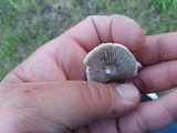 Agrocybe dura image