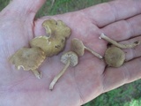 Pseudolaccaria pachyphylla image