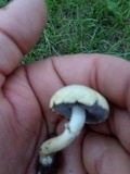 Stropharia coronilla image