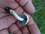 Stropharia coronilla image