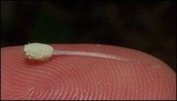 Mycena chloroxantha image