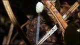 Mycena chloroxantha image