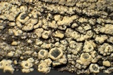 Lecanora simeonensis image