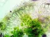 Lecanora simeonensis image