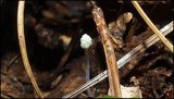 Mycena chloroxantha image