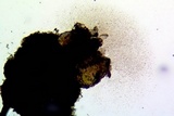 Lecanora simeonensis image