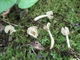 Helvella latispora image