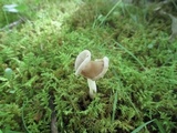 Helvella latispora image
