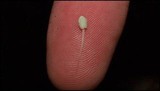 Mycena chloroxantha image