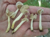 Helvella latispora image