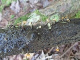 Vibrissea truncorum image