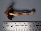 Inocybe rimosa image