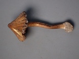 Inocybe rimosa image
