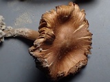 Inocybe abjecta image