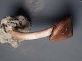 Inocybe abjecta image