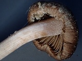 Inocybe abjecta image