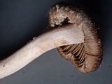 Inocybe abjecta image