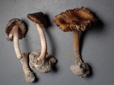 Inocybe abjecta image