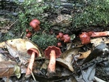 Cortinarius marylandensis image