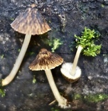 Hydropus funebris image