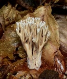 Lentaria micheneri image