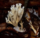 Lentaria micheneri image
